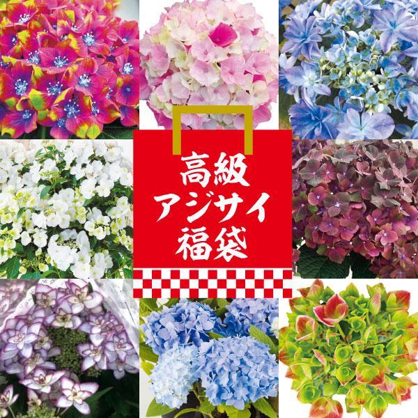 アジサイ 苗 苗木 高級アジサイ福袋 10株 /　アジサイの木 アジサイの苗木 庭木 植木 花木苗 ...