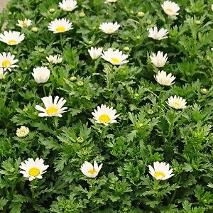 専用　　花苗 3ポット 花苗ケース販売 ノースポール 3号ポット 1ケース24株入り 送料無料