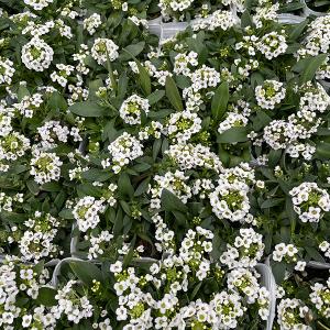 アリッサム　３ポットセット　専用です。 花苗ケース販売 アリッサム 3号ポット 1ケース24株入り 送料無料 : 花