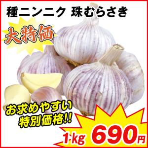 ニンニク 種球 紫ニンニク 珠むらさき (中国産)  1kg [特別企画]