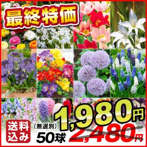 秋植え球根 最終福袋 50球 (品種見計らい・名称付)