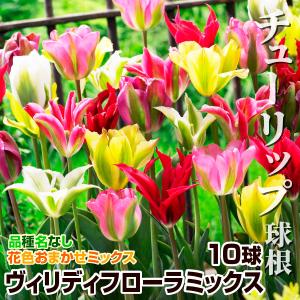 国華園 チューリップ 球根 ヴィリディフローラミックス 10球 チューリップの球根