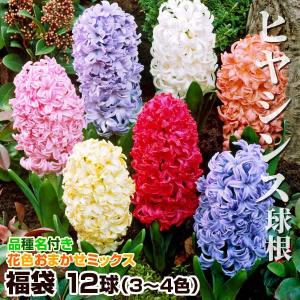 アネモネ 球根 ミックス (無選別) 25ml アネモネの球根 秋植え球根