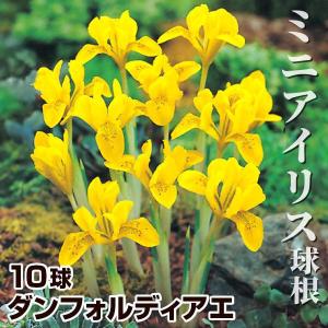 国華園 ミニアイリス 球根 ダンフォルディアエ 10球 ミニアイリスの球根 秋植え球根
