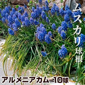 国華園 ムスカリ 球根 アルメニアカム 10球 ムスカリの球根 秋植え球根