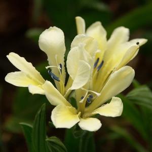 バビアナ。球根。 楽天市場】【送料無料】 球根 バビアナ 混合 【 花球根 10球