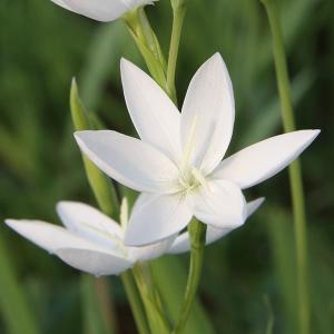 国華園 [メール便配送] 秋植え球根 ヘスペランサ ククラータ 白 3球