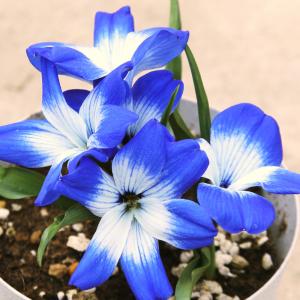 球根 テコフィレア シアノクロッカス 花球根 2球/1個売り 球根の花
