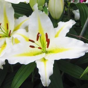 国華園 ユリ 球根 花ユリ オリエンタルリリー バフェラリ 4球 百合球根 ユリの球根