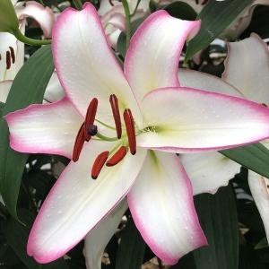国華園 ユリ 球根 花ユリ オリエンタルリリー ...の商品画像
