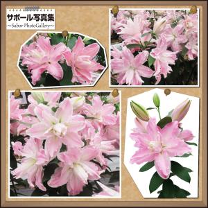 国華園 ユリ 球根 花ユリ オリエンタルリリー...の詳細画像2