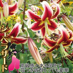 国華園 原種ユリ 球根 てまり咲ユリ シェヘラ...の詳細画像1