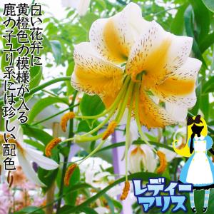 国華園 原種ユリ 球根 てまり咲ユリ レディー...の詳細画像1