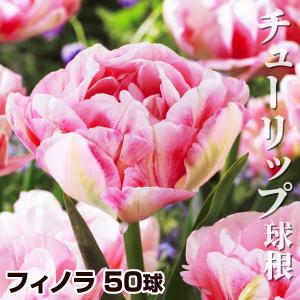 国華園 チューリップ 球根 フィノラ 50球 チューリップの球根