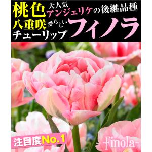国華園 チューリップ 球根 フィノラ 50球 ...の詳細画像1