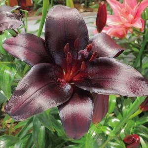 野生種、原種のヤマユリ（山百合）大小29球1組 原種ユリ 球根 山ユリ 2球 ユリの球根 ヤマユリ 山百合 : 花と緑