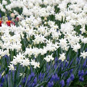国華園 スイセン 球根 芳香水仙 セイルボート 10球