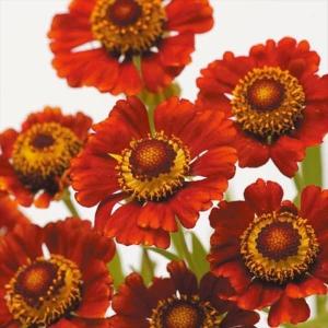 いちご苗 恋みのりPVP 3株 / 家庭菜園 イチゴ苗 苺苗 イチゴの苗