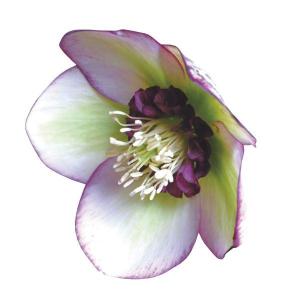 【花苗】クリスマスローズ　ホワイトオーケストラ　アネモネ咲き 中輪 タグ付き正規 花苗】クリスマスローズ ホワイトオーケストラ アネモネ咲き 中