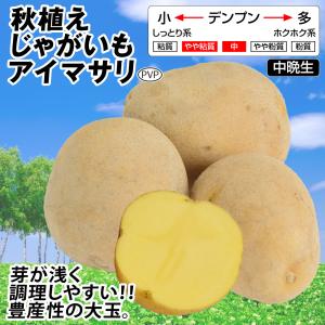 国華園 種芋 秋植えじゃがいも アイマサリPV...の詳細画像1