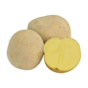 インカ、6キロ、種芋 ジャガイモ　春植え　家庭菜園などに 令和8年入荷予定なし】野菜・種/苗［春植えジャガイモ種芋］インカの