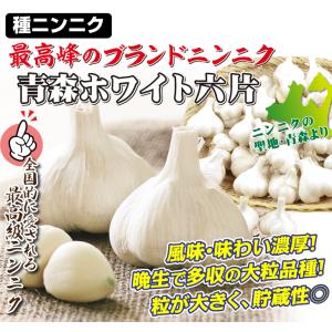 国華園 ニンニク種球 ホワイト六片 (バラ・青...の詳細画像1