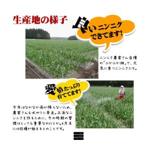 国華園 ニンニク種球 ホワイト六片 (バラ・青...の詳細画像5