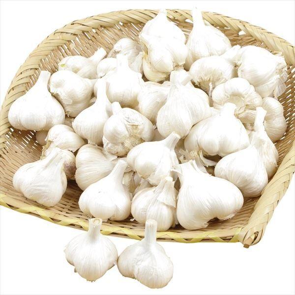 国華園 ニンニク種球 ホワイト六片 (種球・青森産) 500g / にんにく ニンニクの種 にんにく...