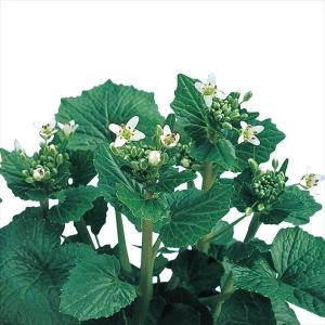 国華園 有用植物苗 山菜 ワラビ 4株 / 家庭菜園 家庭栽培 わらび 蕨 山