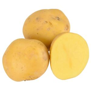 種芋 秋植えじゃがいも ながさき黄金PVP 1kg : 花と緑 国華園 - 通販