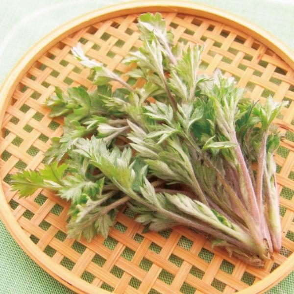 国華園 有用植物苗 ヨモギ 2株 / 家庭菜園 よもぎ ヨモギの苗 草餅 お茶 和菓子 自給自足 植...
