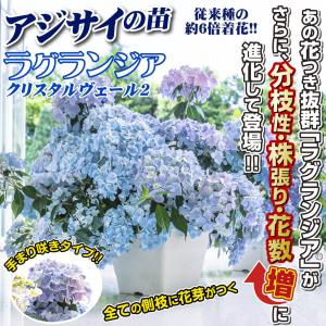 国華園 アジサイ苗 ラグランジア(R) クリス...の詳細画像1