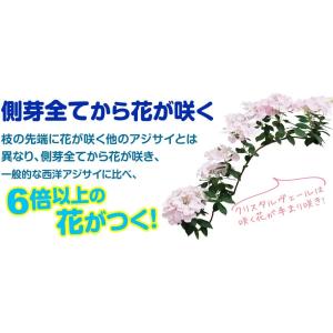 国華園 アジサイ苗 ラグランジア(R) クリス...の詳細画像2