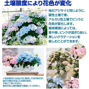 国華園 アジサイ苗 ラグランジア(R) クリス...の詳細画像3
