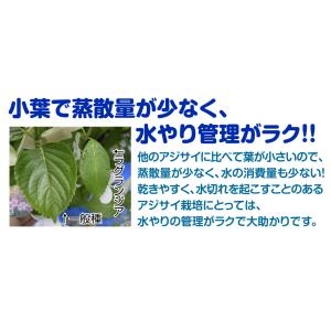 国華園 アジサイ苗 ラグランジア(R) クリス...の詳細画像4