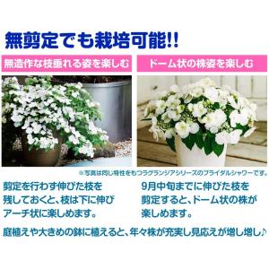 国華園 アジサイ苗 ラグランジア(R) クリス...の詳細画像5