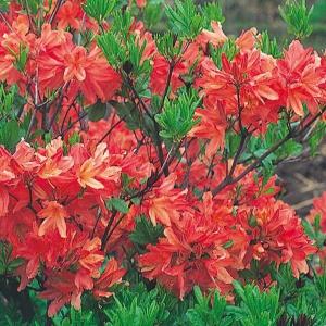 カバレンゲツツジ （紅花） 3.5号ポット苗 爆買いweek : 苗木部 花