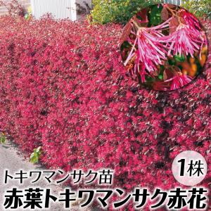 とうふ苗木 トキワマンサク 苗 苗木 赤葉トキワマンサク赤花 1株 / 庭木