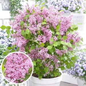 姫ライラック 苗 苗木 フラワーフェスティバルピンク 1株 / ヒメライラック苗 ヒメライラックの苗 姫ライラック苗 姫ライラックの苗 花木苗｜花と緑 国華園