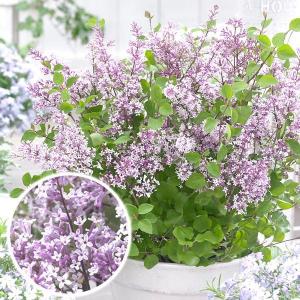 ライラック苗　確認用 楽天市場】ライラック 【ピンク】 4.5号ポット苗 【予約販売】12