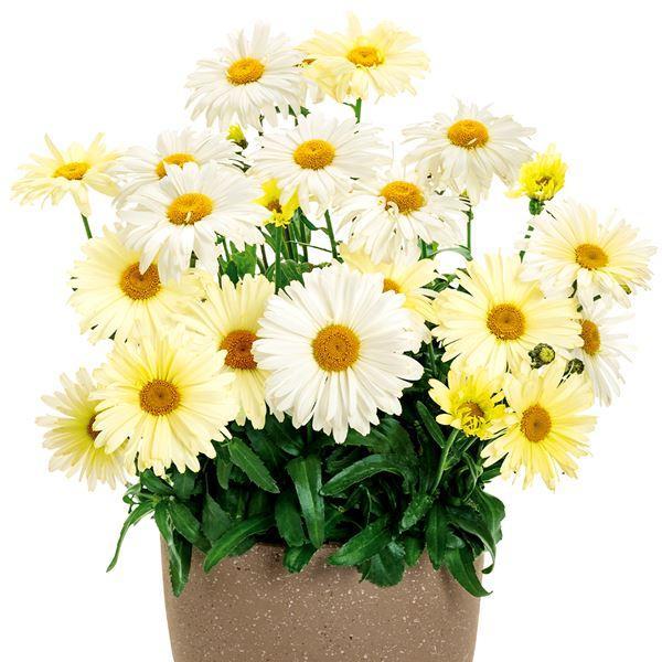 花苗 レウカンセマム バナナクリーム（品種登録出願予定） 1株 / 花の苗 PW シャスターデージー...