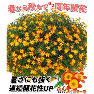 国華園 花苗 ビデンス キャンプファイヤー ホ...の詳細画像1