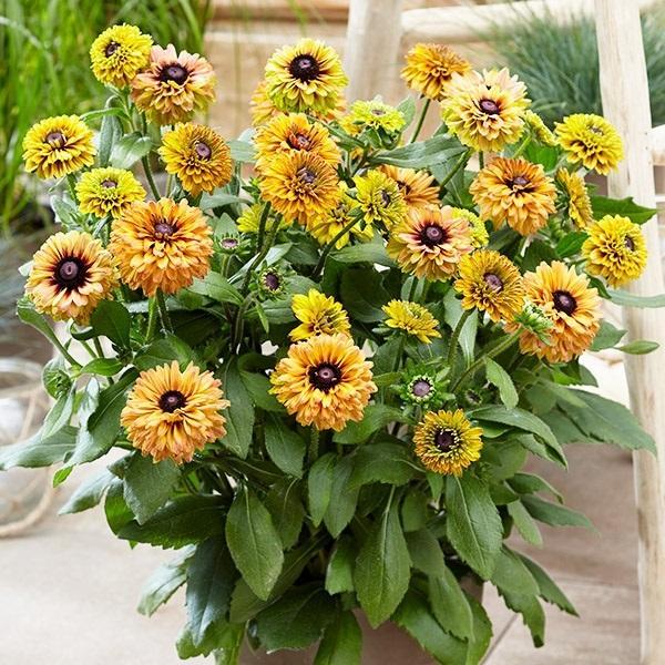 花苗 ルドベキア アーバンサファリ サバンナサンセット 品種登録出願予定 1株 / 花の苗 PW ペ...