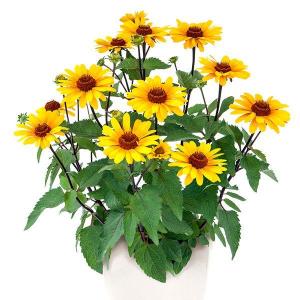 花の大和 【予約】宿根草 苗 ヘリオプシス ブリーディングハーツ 9cm