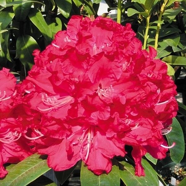 西洋シャクナゲ 苗 苗木 スーパーローディー プロミネンスPVP 2株 / 西洋シャクナゲの苗 庭木...