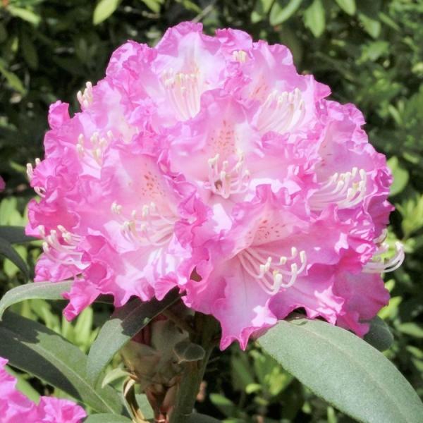 西洋シャクナゲ 苗 苗木 スーパーローディー シュシュ 2株 / 西洋シャクナゲの苗 庭木 植木 花...