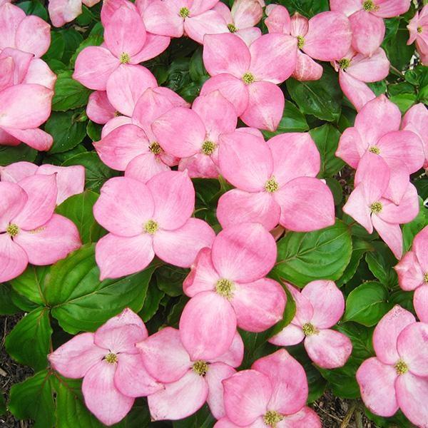 ヤマボウシ 苗 苗木 ミスサトミ 1株  / ヤマボウシ苗 ヤマボウシの苗 庭木 植木 花木苗