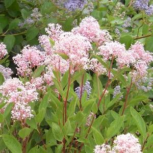 KaiLee　セアノサス　カルフォルニア　ライラック　 セット imgrc0113678933.jpg