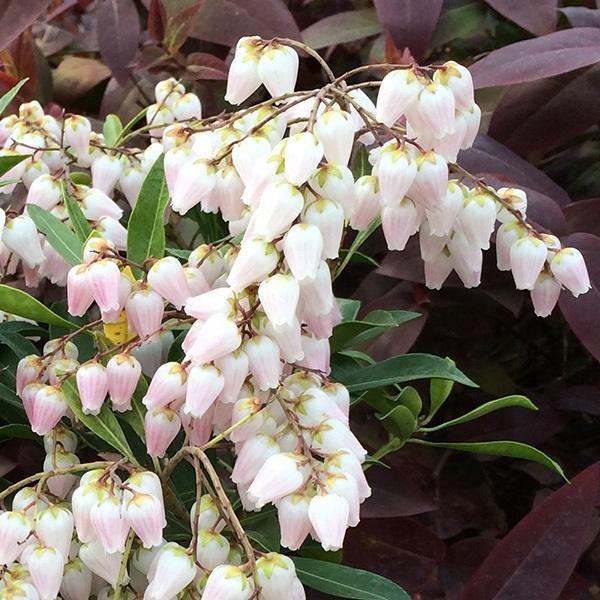 アセビ 苗 苗木 スプリングベル 2株 / アセビの苗 アセビ苗 馬酔木苗 馬酔木の苗  庭木 植木...