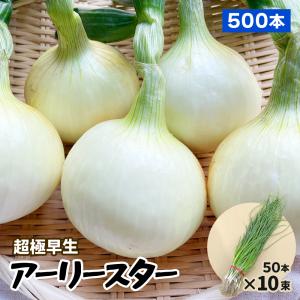 玉ねぎの苗 予約 中晩生 甘玉 （七宝甘70）約500本 : 菜園くらぶ